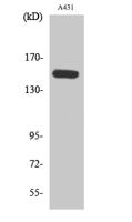 PLC β3 (phospho Ser1105) Polyclonal Antibody