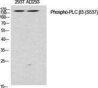 PLC β3 (phospho Ser537) Polyclonal Antibody