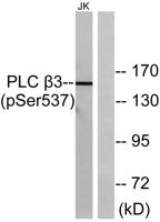 PLC β3 (phospho Ser537) Polyclonal Antibody