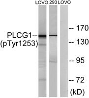 PLC γ1 (phospho Tyr1253) Polyclonal Antibody