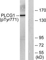 PLC γ1 (phospho Tyr771) Polyclonal Antibody