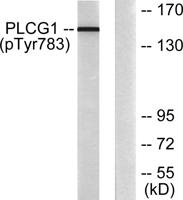 PLC γ1 (phospho Tyr783) Polyclonal Antibody