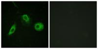 PLC γ2 (phospho Tyr1217) Polyclonal Antibody