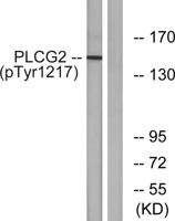 PLC γ2 (phospho Tyr1217) Polyclonal Antibody