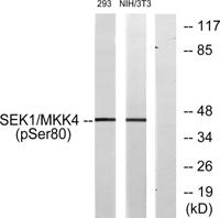 MEK-4 (phospho Ser80) Polyclonal Antibody