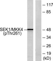 MEK-4 (phospho Thr261) Polyclonal Antibody