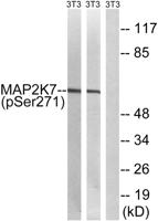 MEK-7 (phospho Ser271) Polyclonal Antibody