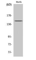 Met (phospho Tyr1234) Polyclonal Antibody