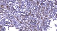 Met (phospho Tyr1234) Polyclonal Antibody