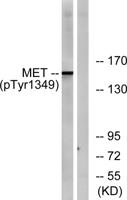 Met (phospho Tyr1349) Polyclonal Antibody