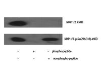 MKP-1/2 (phospho Ser296/318) Polyclonal Antibody