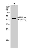 MKP-1/2 (phospho Ser296/318) Polyclonal Antibody