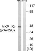 MKP-1/2 (phospho Ser296/318) Polyclonal Antibody