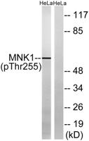 Mnk1 (phospho Thr255) Polyclonal Antibody