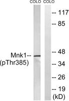 Mnk1 (phospho Thr385) Polyclonal Antibody