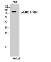 MRE11 (phospho Ser264) Polyclonal Antibody