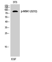 MSK1 (phospho Ser212) Polyclonal Antibody