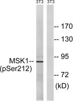 MSK1 (phospho Ser212) Polyclonal Antibody