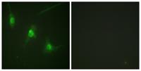 MSK1 (phospho Ser360) Polyclonal Antibody