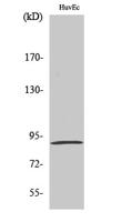 MSK1 (phospho Ser376) Polyclonal Antibody