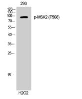 MSK2 (phospho Thr568) Polyclonal Antibody