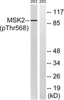 MSK2 (phospho Thr568) Polyclonal Antibody