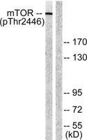 mTOR (phospho Thr2446) Polyclonal Antibody