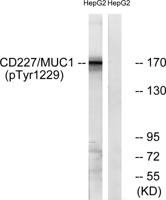 Mucin 1 (phospho Tyr1229) Polyclonal Antibody