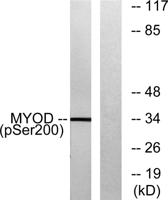 MyoD (phospho Ser200) Polyclonal Antibody