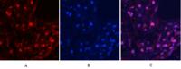 MYPT1 (phospho Thr853) Polyclonal Antibody