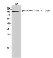 Na+/K+-ATPase α1 (phospho Ser23) Polyclonal Antibody