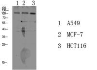 Na+/K+-ATPase α1 (Phospho Tyr260) Polyclonal Antibody