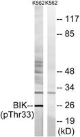 NBK (phospho Thr33) Polyclonal Antibody