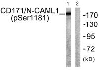 NCAM-L1 (phospho Ser1181) Polyclonal Antibody