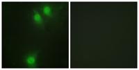 Nek9 (phospho Thr210) Polyclonal Antibody