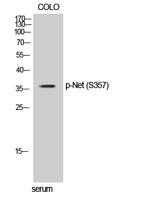 Net (phospho Ser357) Polyclonal Antibody