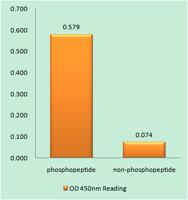 Net (phospho Ser357) Polyclonal Antibody