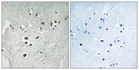 Net (phospho Ser357) Polyclonal Antibody