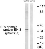 Net (phospho Ser357) Polyclonal Antibody