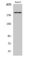 HER2 (phospho Tyr1221/Y1222) Polyclonal Antibody