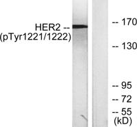 HER2 (phospho Tyr1221/Y1222) Polyclonal Antibody