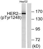 HER2 (phospho Tyr1248) Polyclonal Antibody