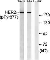 HER2 (phospho Tyr877) Polyclonal Antibody