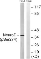 Neuro D (phospho Ser274) Polyclonal Antibody