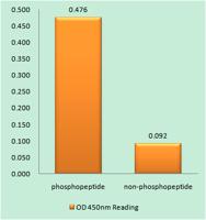 NFAT5 (phospho Ser155) Polyclonal Antibody