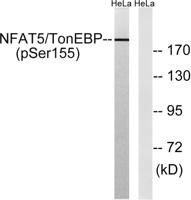 NFAT5 (phospho Ser155) Polyclonal Antibody