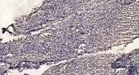 NFATc3 (phospho Ser165) Polyclonal Antibody