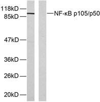 NFκB-p105 (phospho Ser893) Polyclonal Antibody