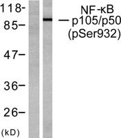 NFκB-p105 (phospho Ser932) Polyclonal Antibody