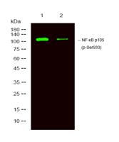 NFκB-p105 (phospho Ser932) Polyclonal Antibody